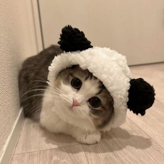 Hình avatar cute mèo