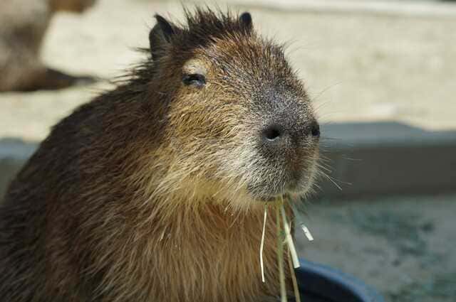 hình nền Capybara cho máy tính
