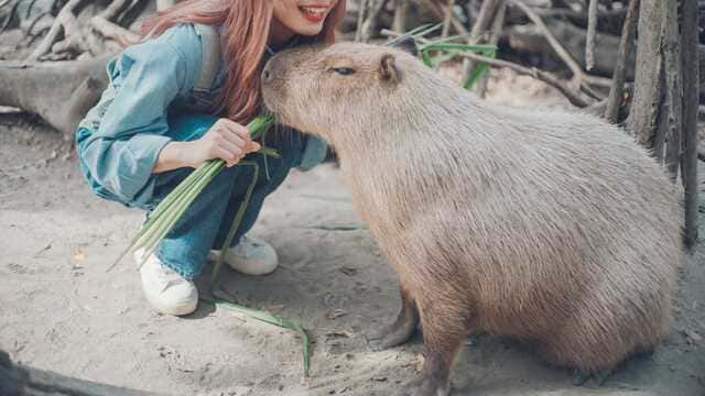 hình nền Capybara cho máy tính