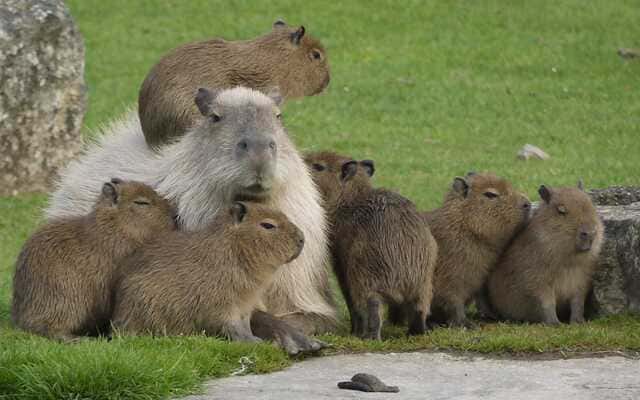 hình nền Capybara cho máy tính