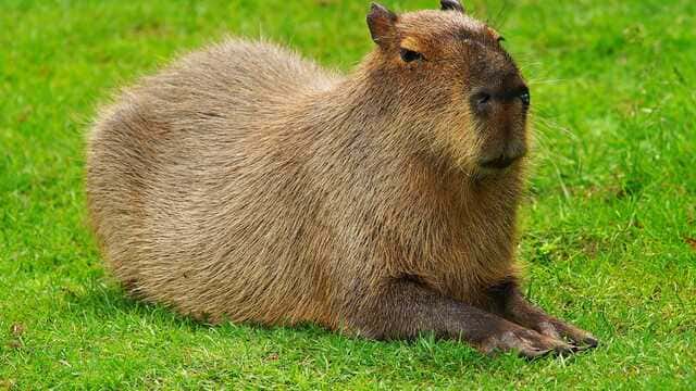 hình nền Capybara cho máy tính