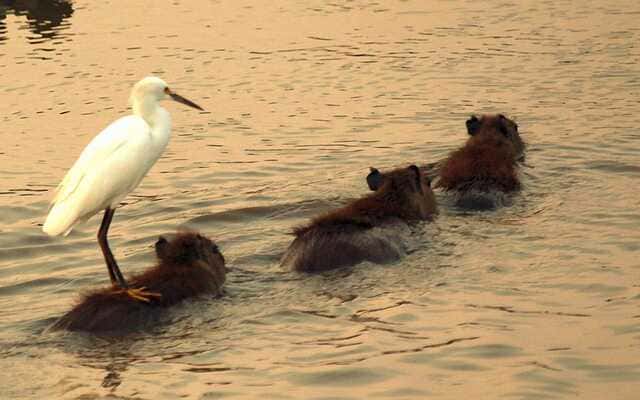 hình nền Capybara cho máy tính