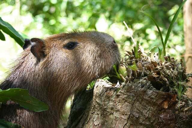 hình nền Capybara cho máy tính