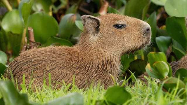 hình nền Capybara cho máy tính