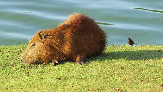 hình nền Capybara cho máy tính