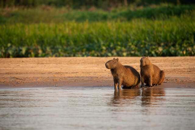 hình nền Capybara cho máy tính