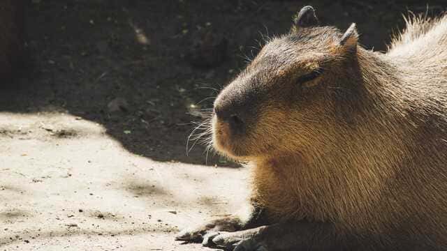 hình nền Capybara cho máy tính