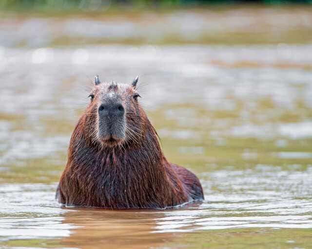 hình nền Capybara cho máy tính