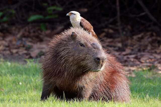 hình nền Capybara cho máy tính