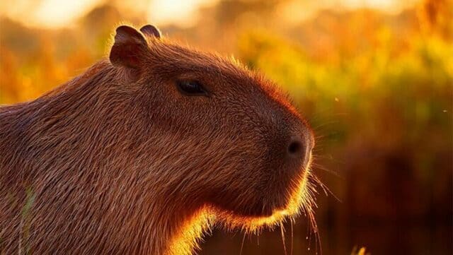 hình nền Capybara cho máy tính