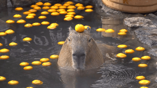 hình nền Capybara cho máy tính
