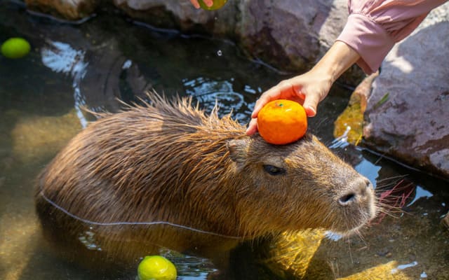 hình nền Capybara cho máy tính