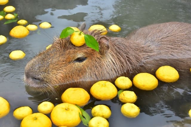 hình nền Capybara cho máy tính