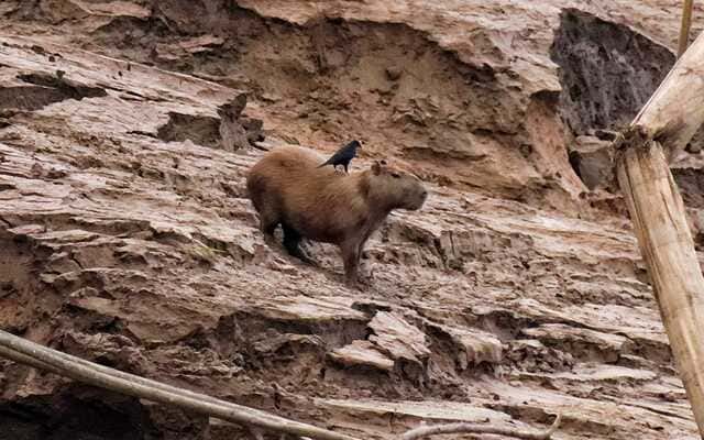 hình nền Capybara cho máy tính