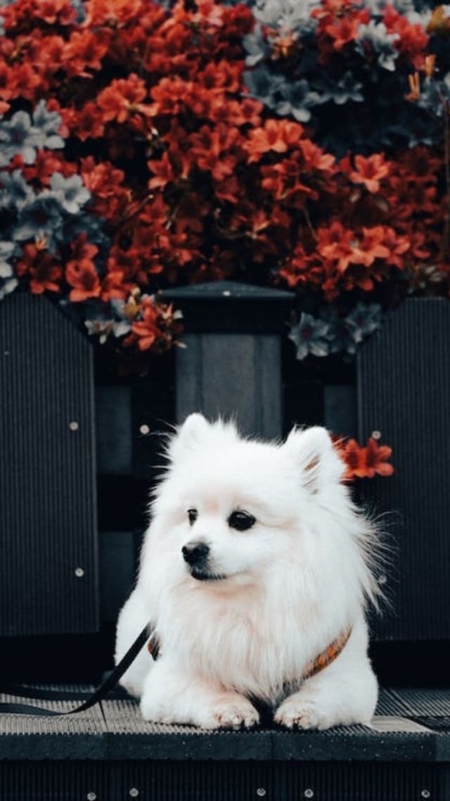 hình nền động vật dễ thương