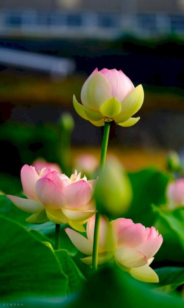 hình nền thiên nhiên, hoa lá, cây cỏ
