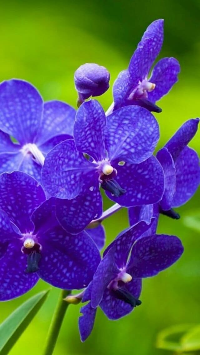 hình nền thiên nhiên, hoa lá, cây cỏ