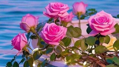 Hình nền hoa hồng cho điện thoại