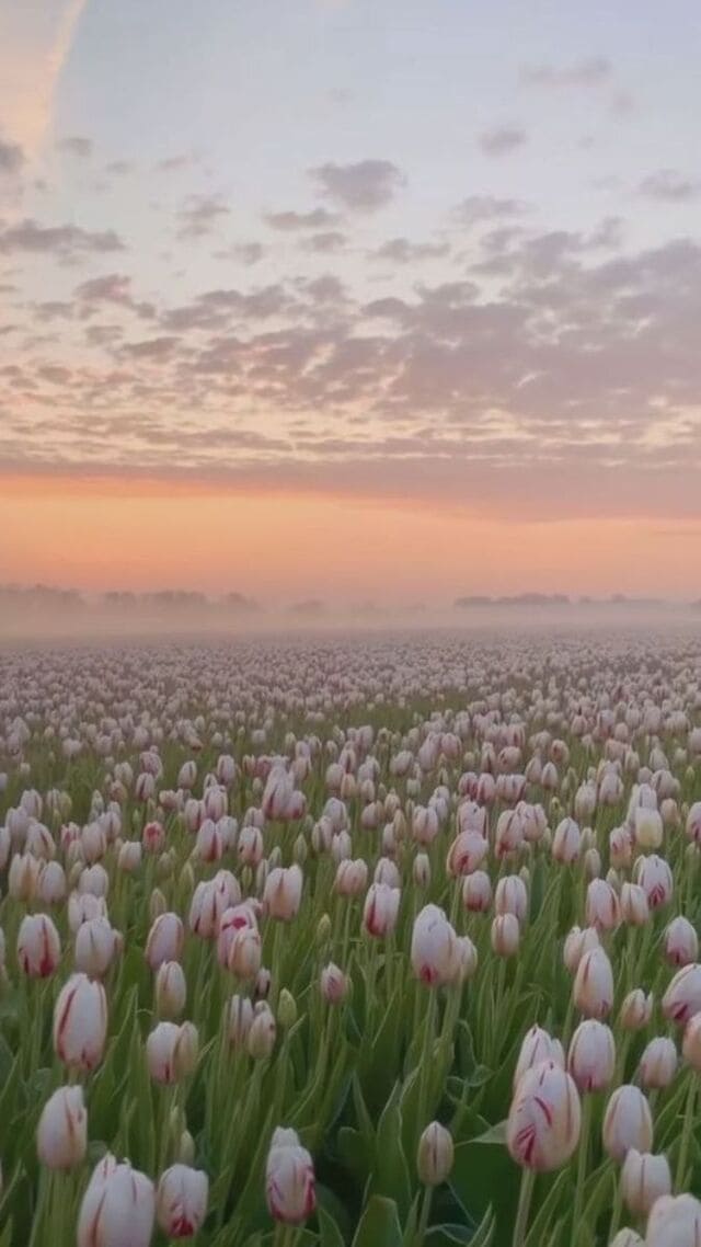 hình nền hoa tulip chill cho điện thoại