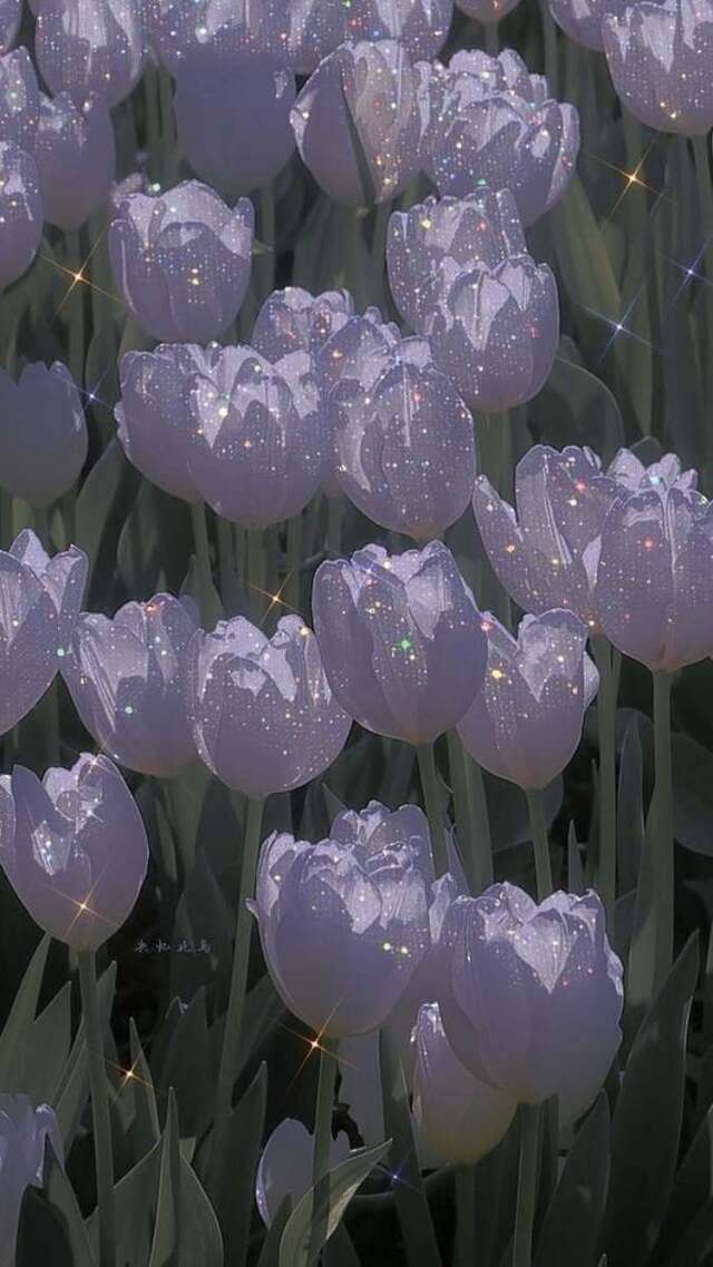 hình nền hoa tulip chill cho điện thoại