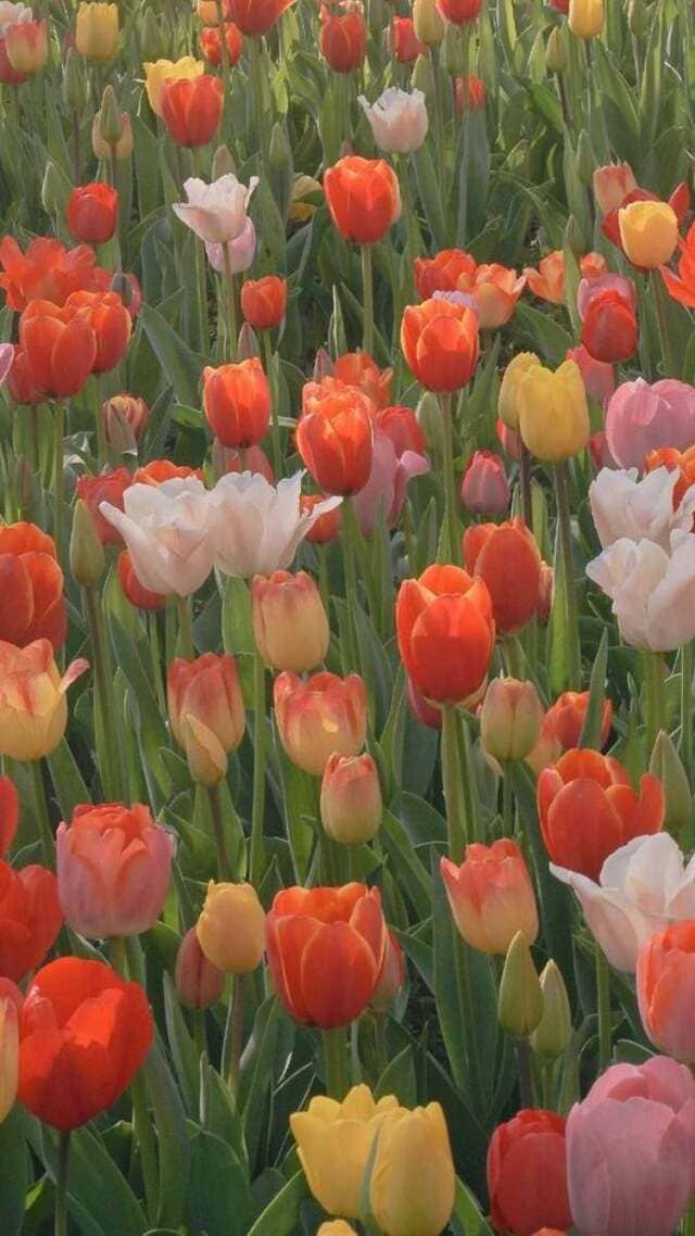 hình nền hoa tulip chill cho điện thoại