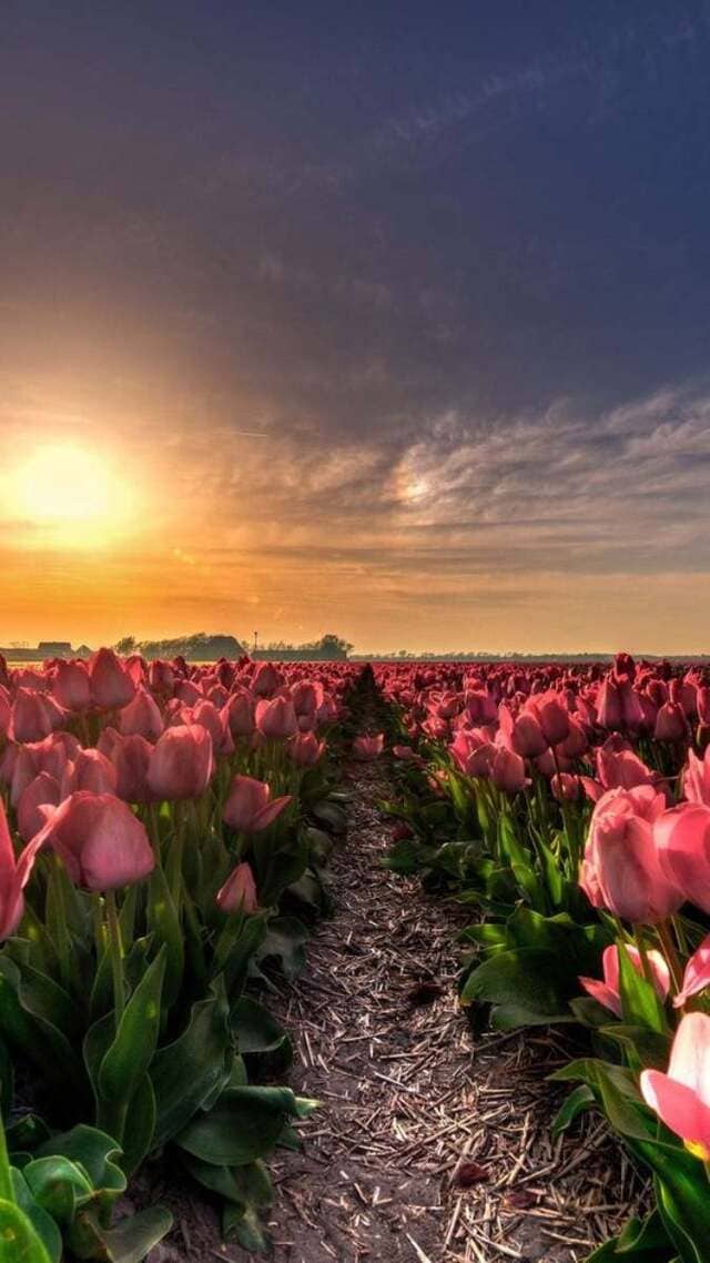 hình nền hoa tulip chill cho điện thoại