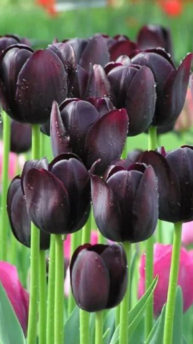 hình nền hoa tulip chill cho điện thoại
