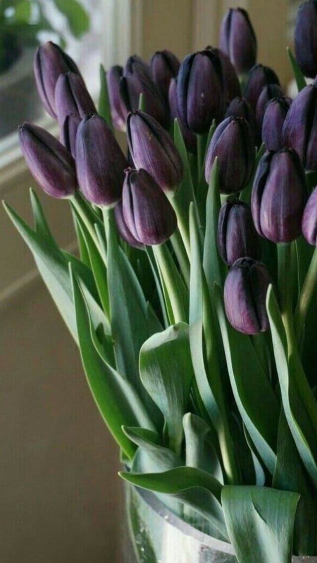 hình nền hoa tulip chill cho điện thoại