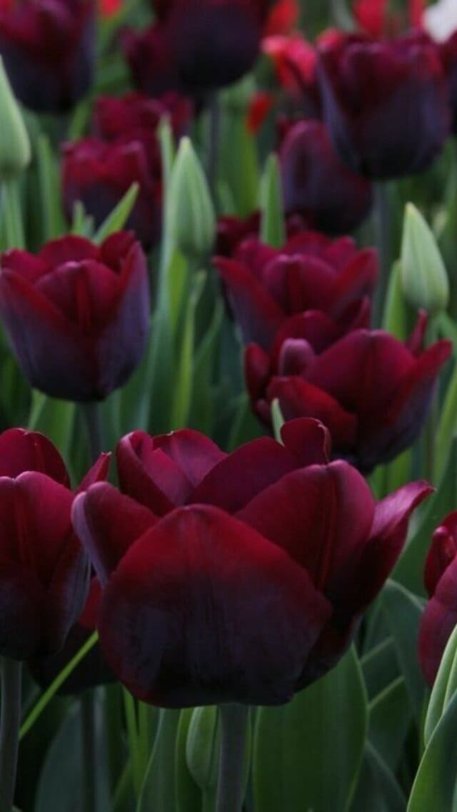 hình nền hoa tulip chill cho điện thoại