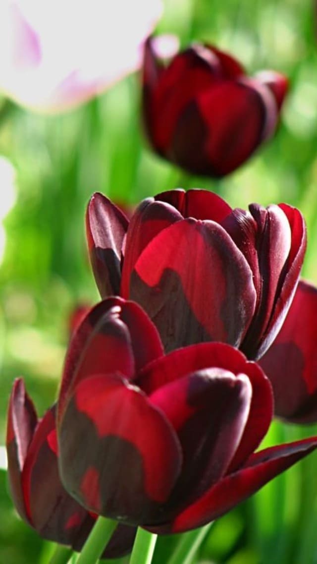 hình nền hoa tulip chill cho điện thoại