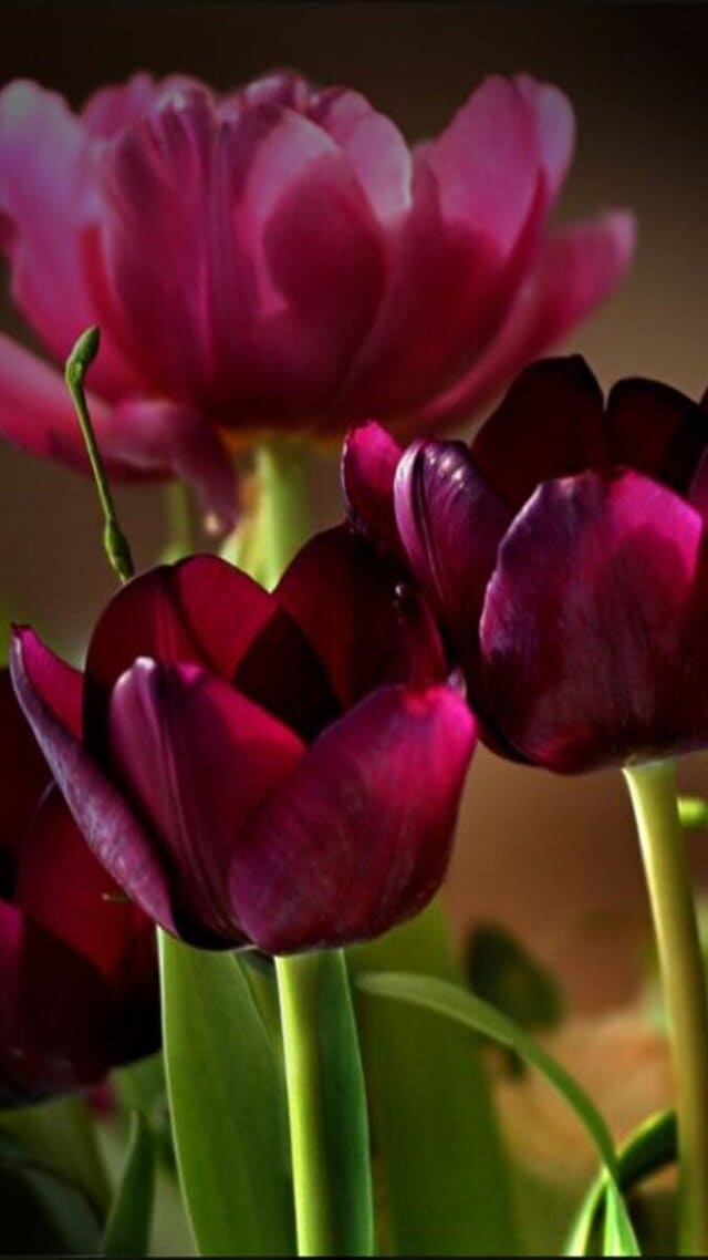 hình nền hoa tulip chill cho điện thoại