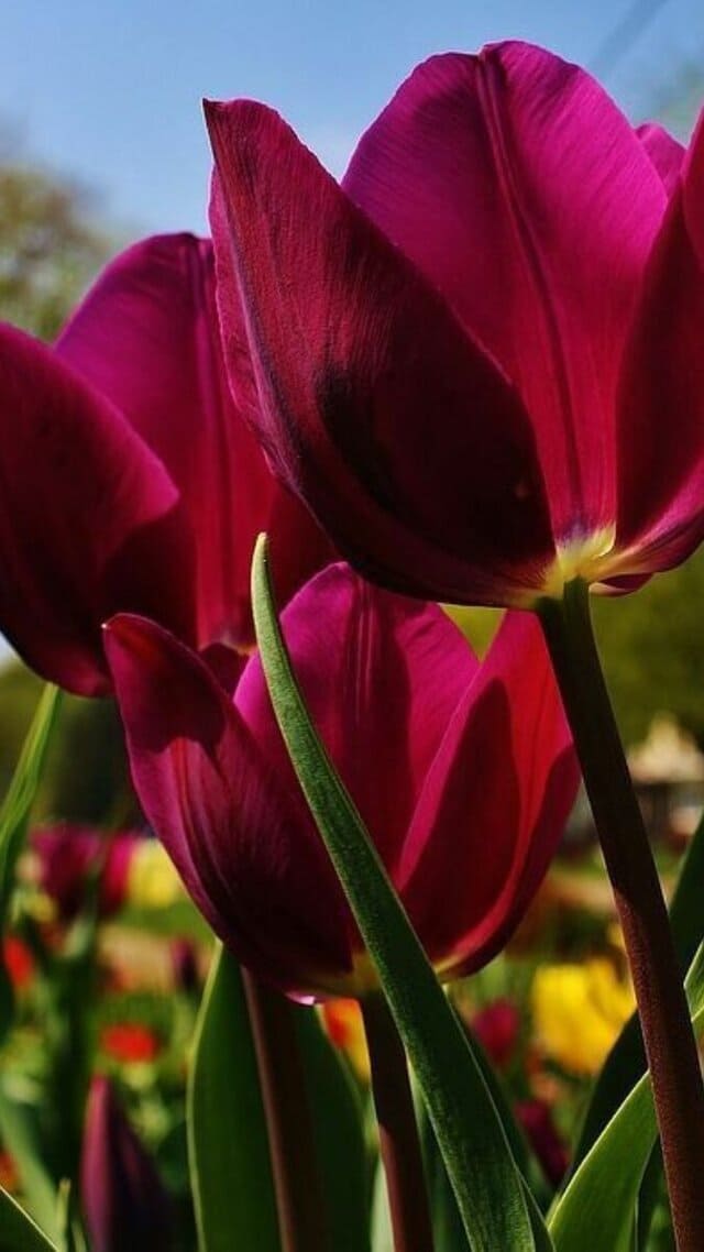 hình nền hoa tulip chill cho điện thoại
