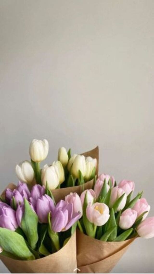 hình nền hoa tulip chill cho điện thoại