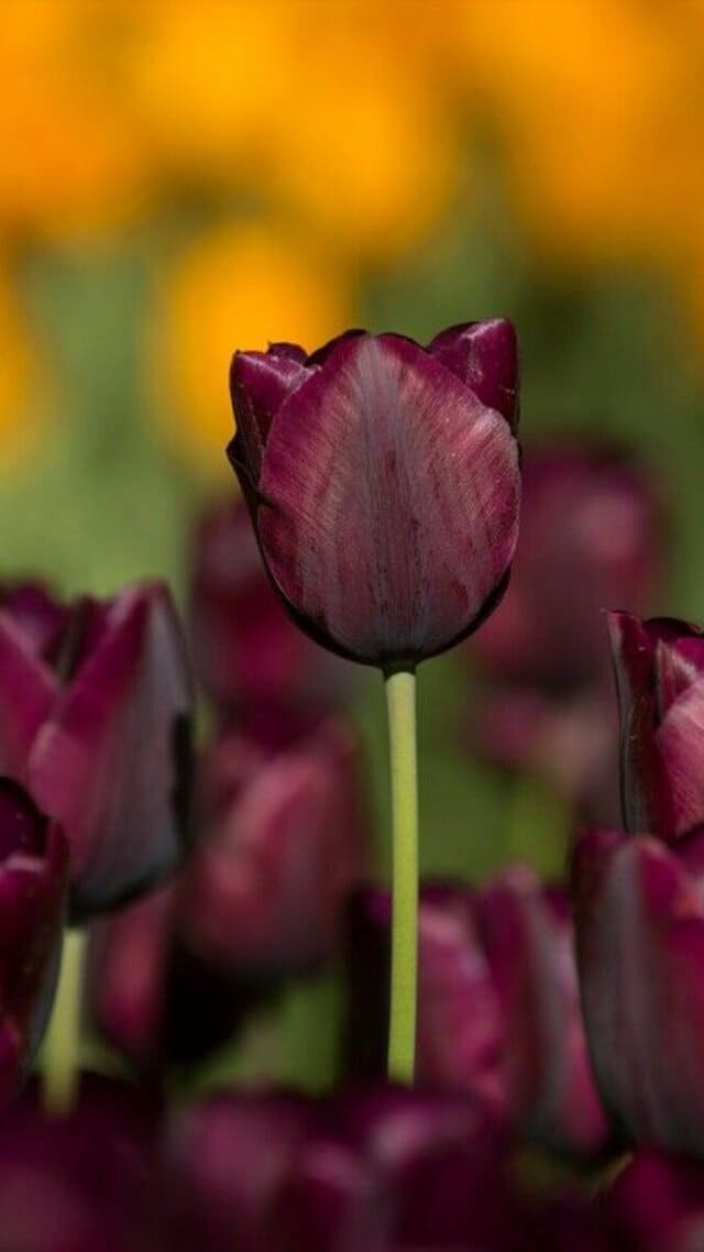 hình nền hoa tulip chill cho điện thoại