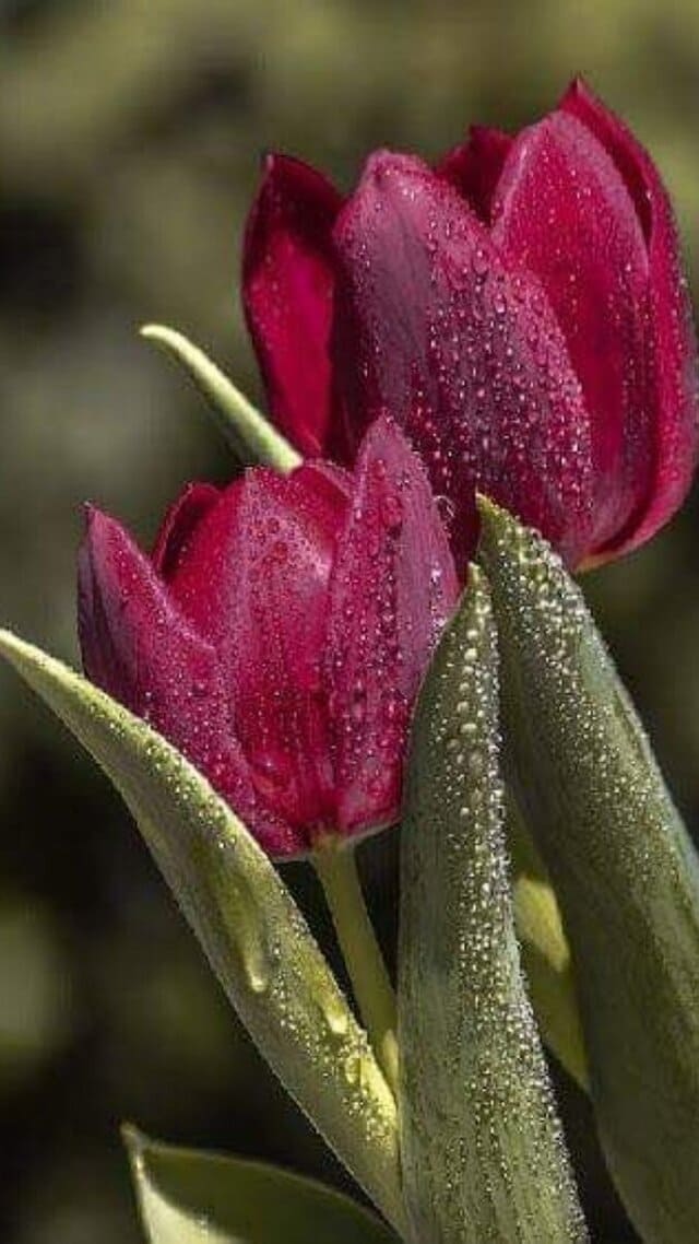 hình nền hoa tulip chill cho điện thoại