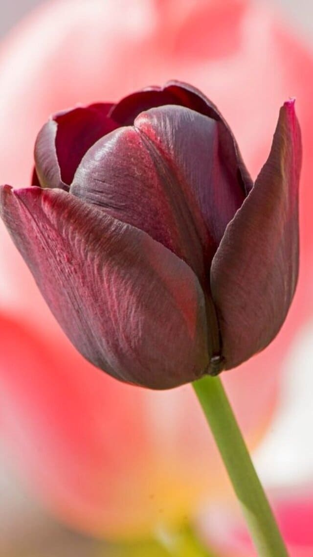 hình nền hoa tulip chill cho điện thoại