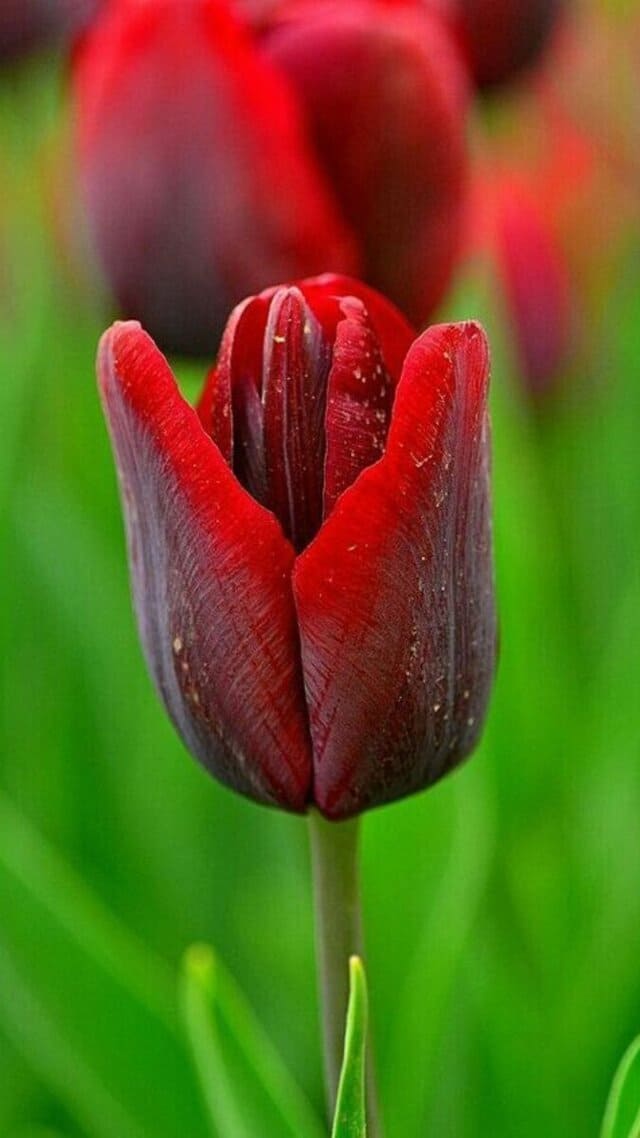 hình nền hoa tulip chill cho điện thoại
