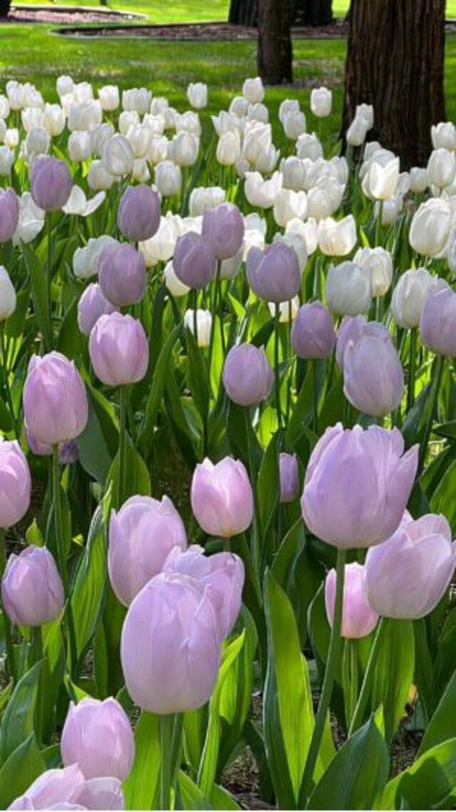 hình nền hoa tulip chill cho điện thoại