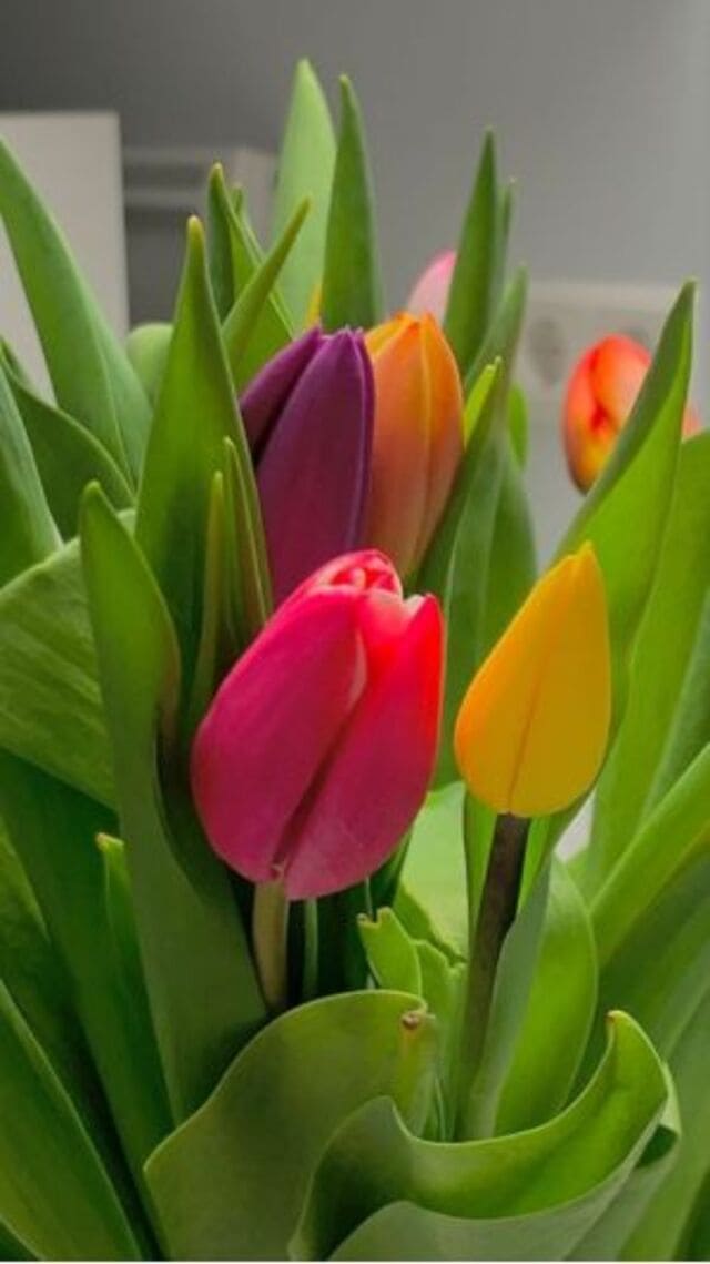 hình nền hoa tulip chill cho điện thoại