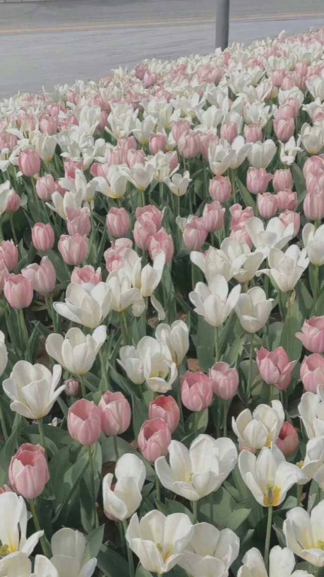 hình nền hoa tulip chill cho điện thoại