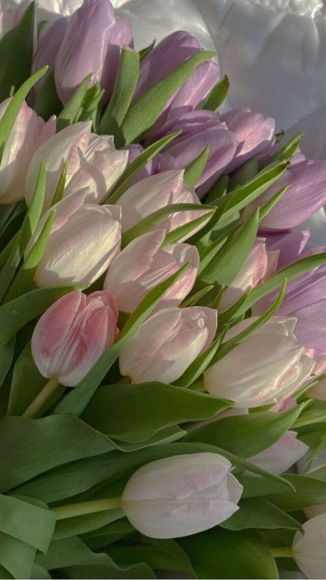 hình nền hoa tulip chill cho điện thoại
