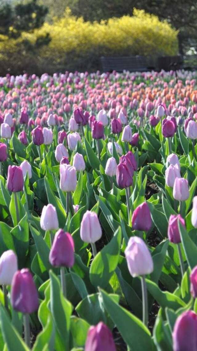 hình nền hoa tulip chill cho điện thoại