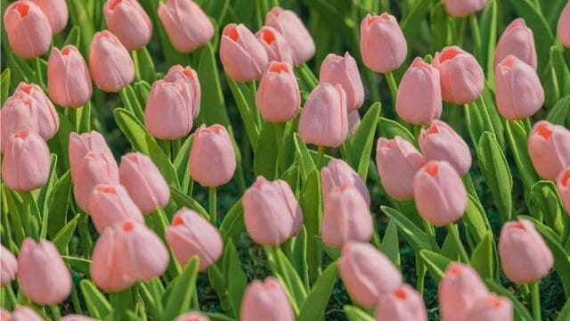 hình nền hoa tulip cho máy tính