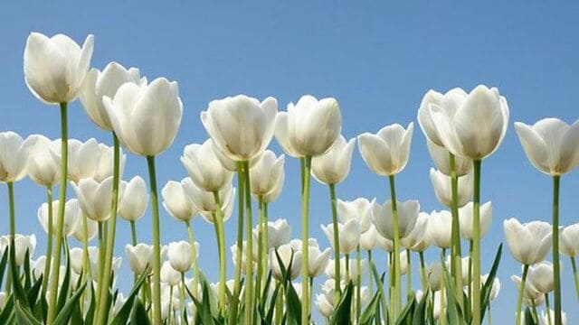 hình nền hoa tulip cho máy tính