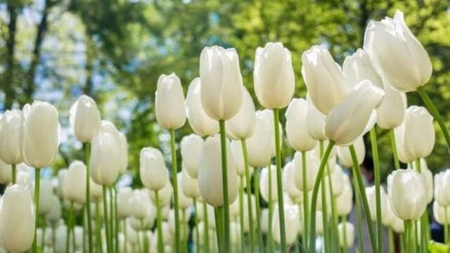 hình nền hoa tulip cho máy tính