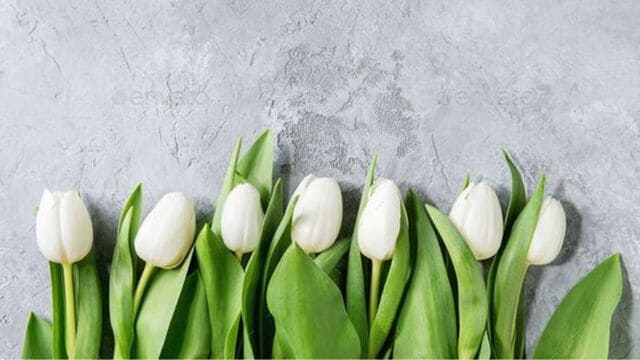 hình nền hoa tulip cho máy tính