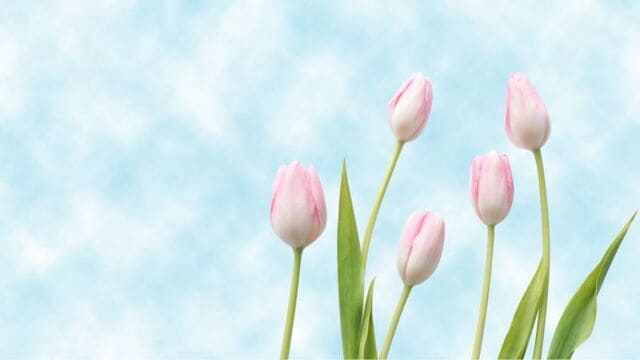 hình nền hoa tulip cho máy tính
