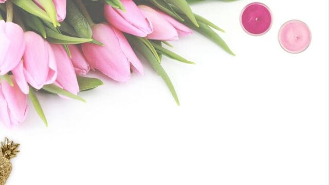 hình nền hoa tulip cho máy tính
