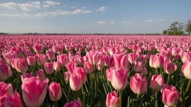 hình nền hoa tulip cho máy tính
