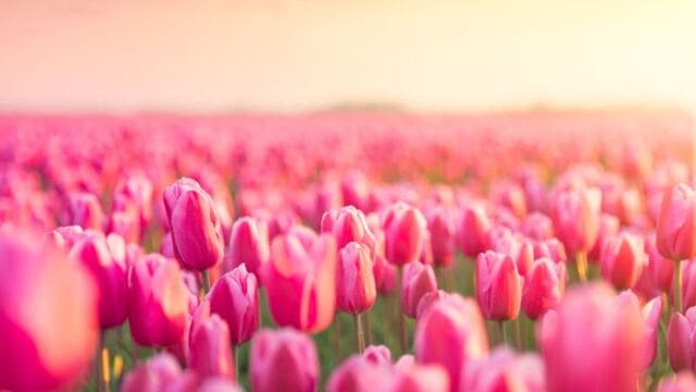 hình nền hoa tulip cho máy tính